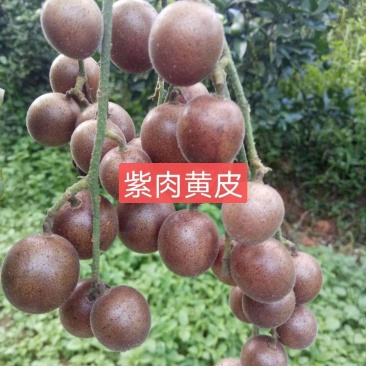 紫肉黄皮苗正品嫁接苗带土发货成活率更高！