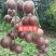 紫肉黄皮苗正品嫁接苗带土发货成活率更高！