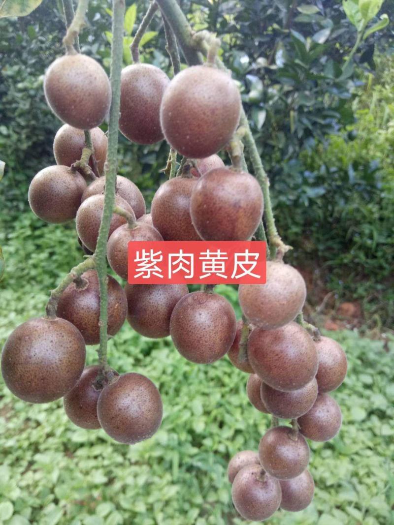 紫肉黄皮苗正品嫁接苗带土发货成活率更高！