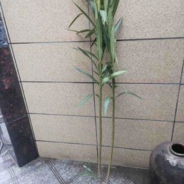 夹竹桃一到十叉大量供应