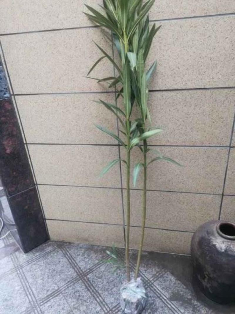 夹竹桃一到十叉大量供应