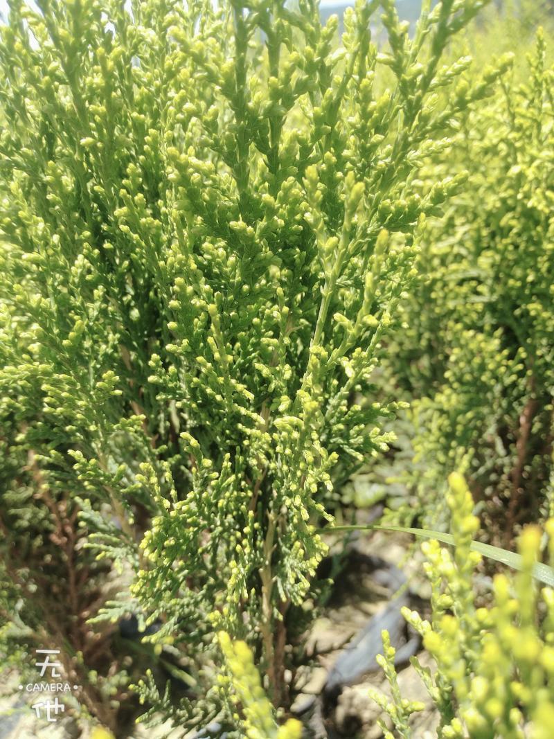 优质洒金柏，量大，价格实惠
