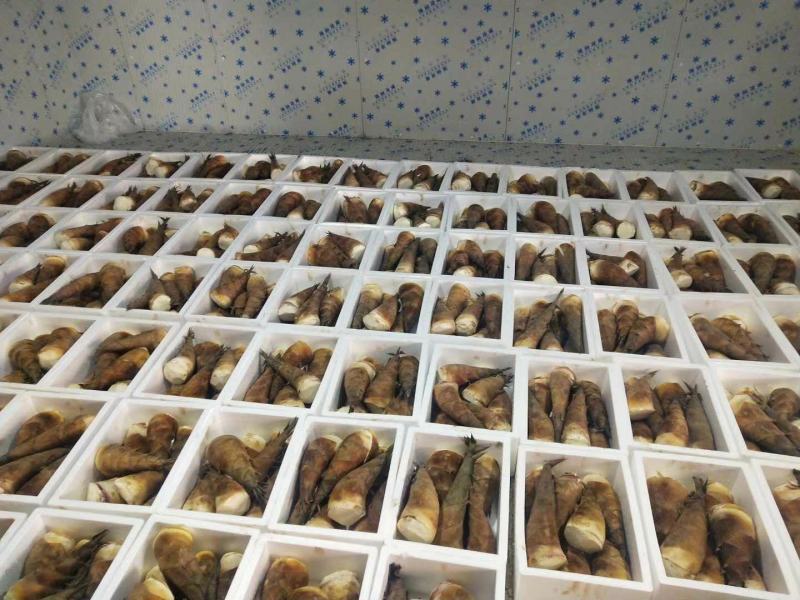 桂竹笋类甜竹笋麻竹笋水果竹笋产地直销价格实惠
