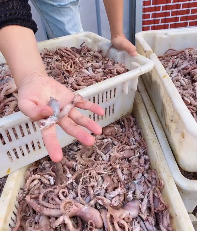 精品短腿小八爪鱼章鱼墨鱼熟冻鲜货特级电商团购专用货渤海产