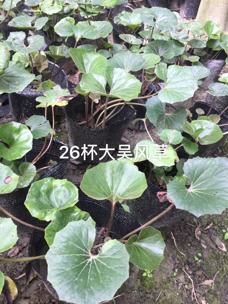 出售大吴风草，26杯大吴风草杯苗