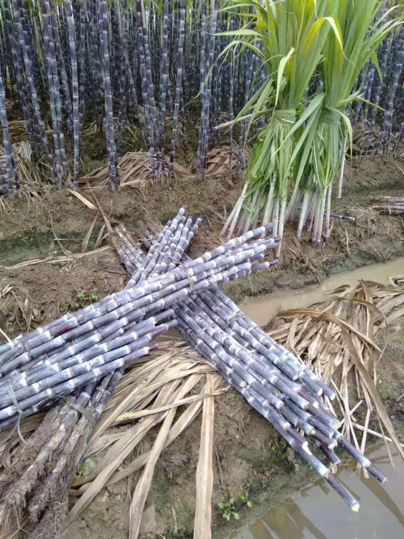 大量供应广西桂林，农家肥种植，又甜又软，吃不忘了