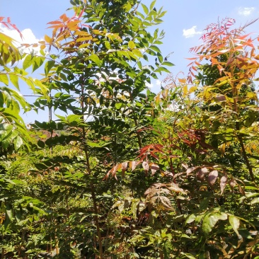 黄连木，货品优秀，价格实惠