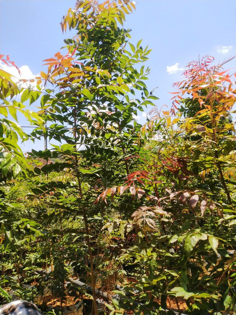 黄连木，货品优秀，价格实惠