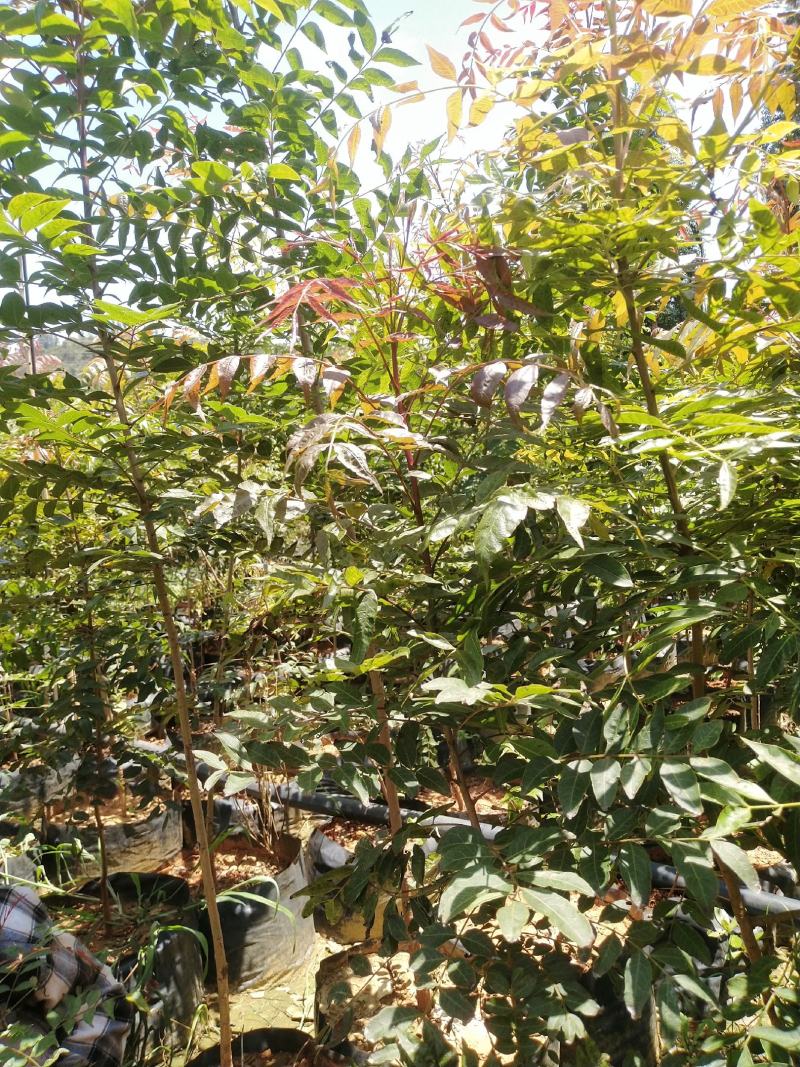 黄连木，货品优秀，价格实惠