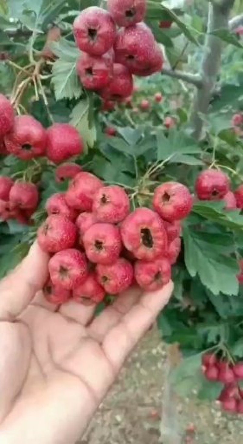 甜红子山楂苗基地批发大金星，大五棱，现起现发