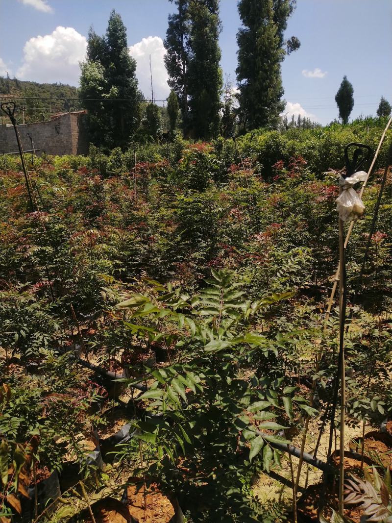 黄连木，货品优秀，价格实惠