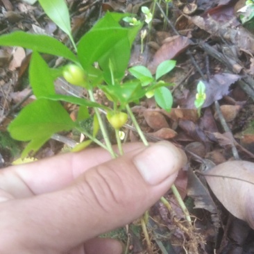 多年沉香树的牙苗大量出售