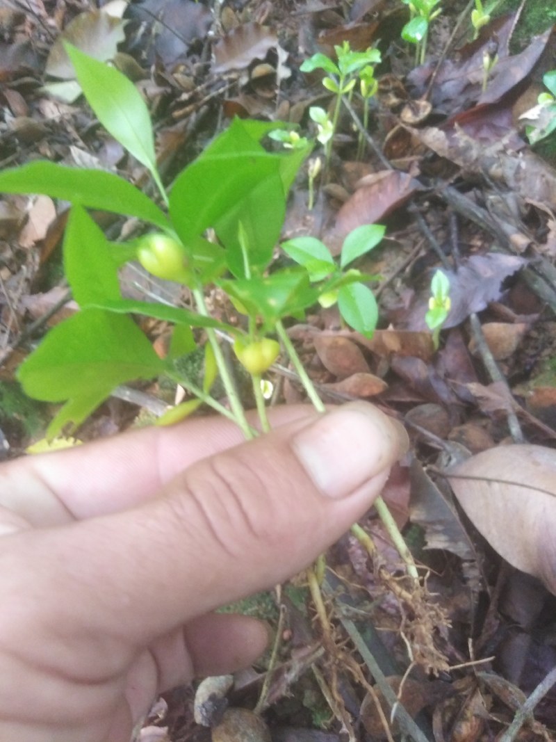 多年沉香树的牙苗大量出售