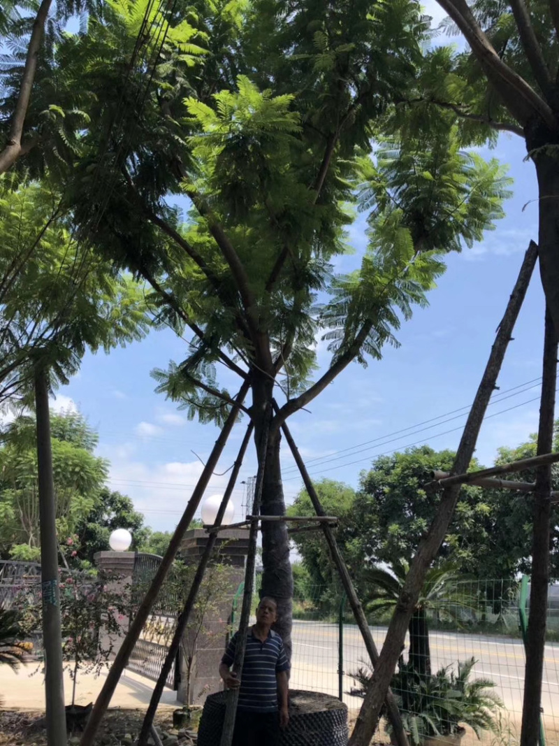 蓝花楹16-25自家基地欢迎来电询问