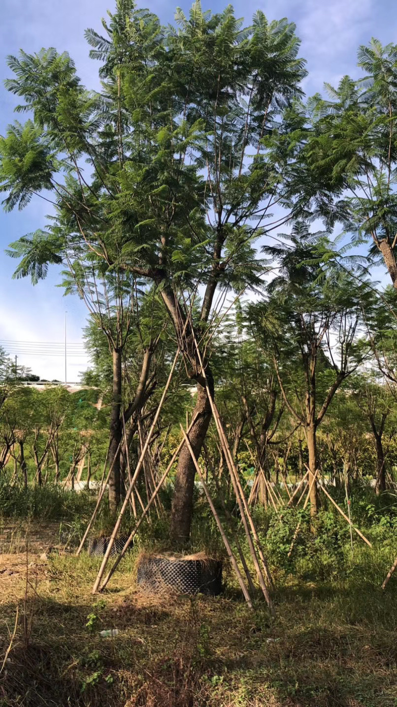 蓝花楹16-25自家基地欢迎来电询问