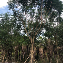 蓝花楹16-25自家基地欢迎来电询问