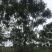蓝花楹16-25自家基地欢迎来电询问