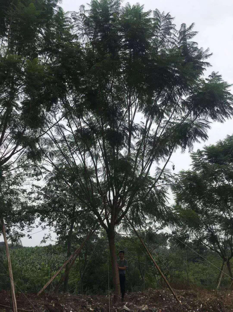 蓝花楹16-25自家基地欢迎来电询问