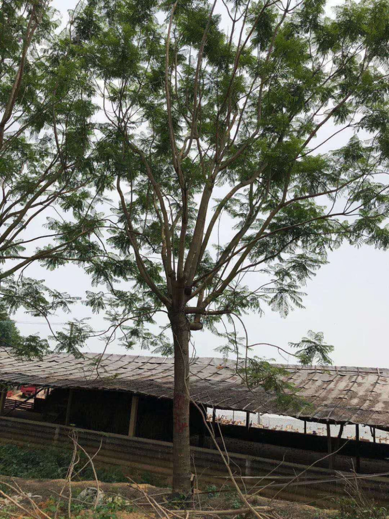 蓝花楹16-25自家基地欢迎来电询问
