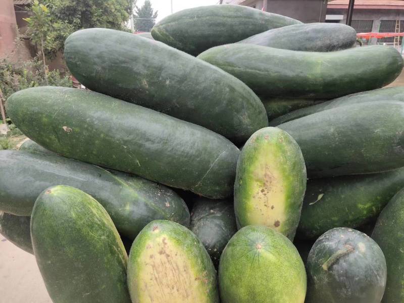 山东滕州黑皮冬瓜供应市场加工厂，大量供应品质保障