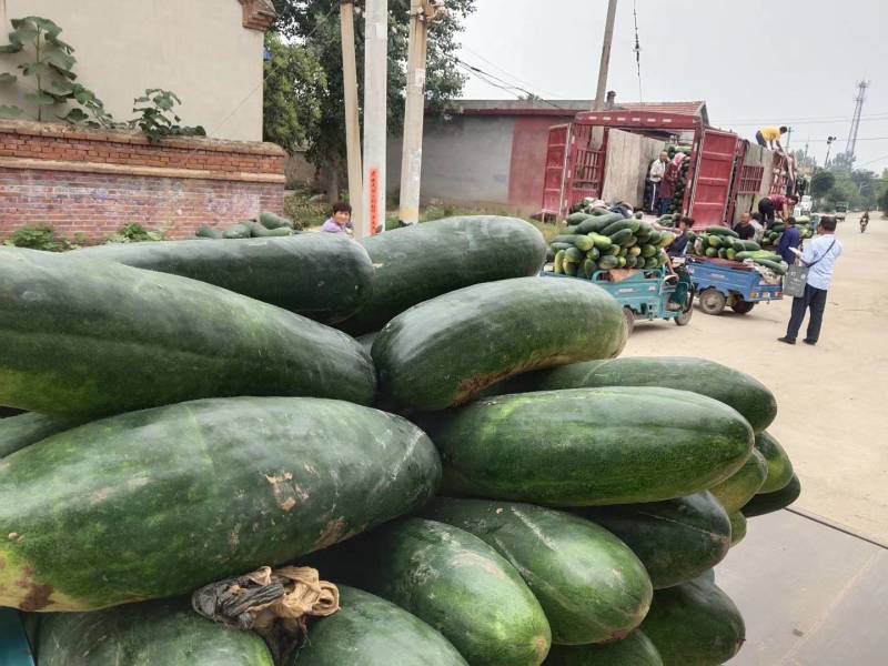 山东滕州黑皮冬瓜供应市场加工厂，大量供应品质保障