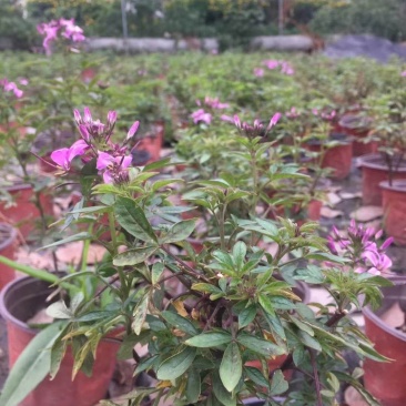 出售精品醉蝶花，双色杯醉蝶花