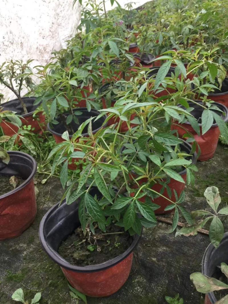 出售精品醉蝶花，双色杯醉蝶花