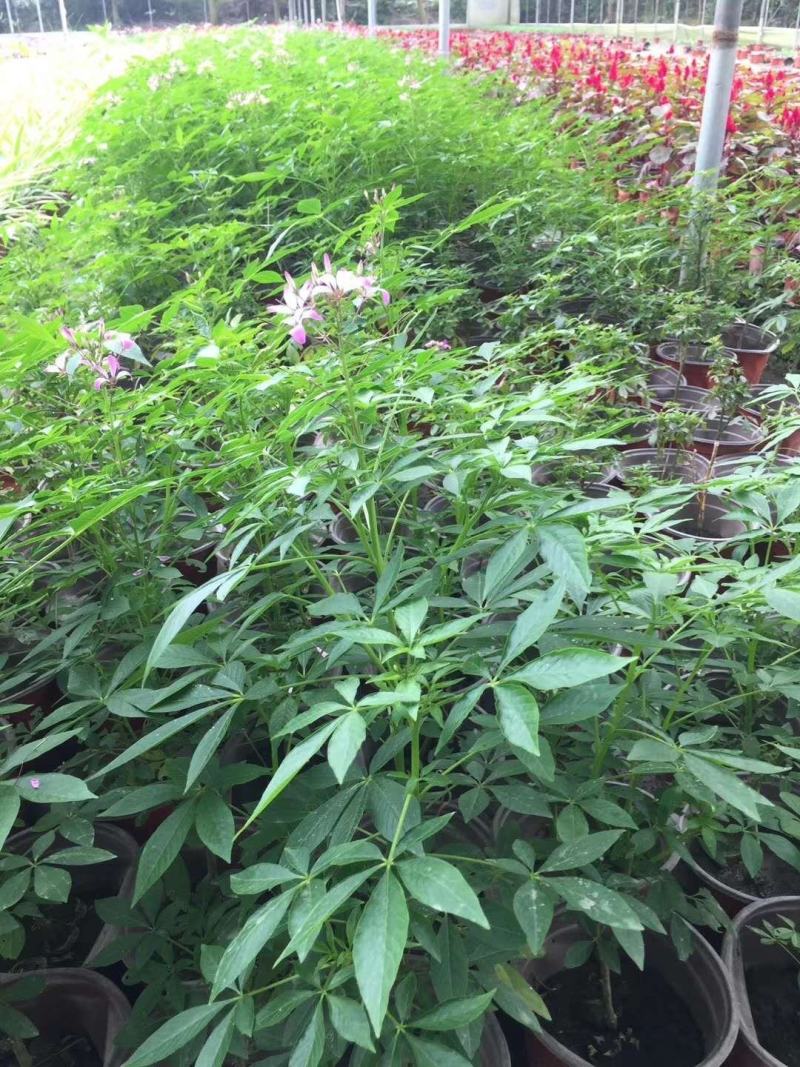 出售精品醉蝶花，双色杯醉蝶花