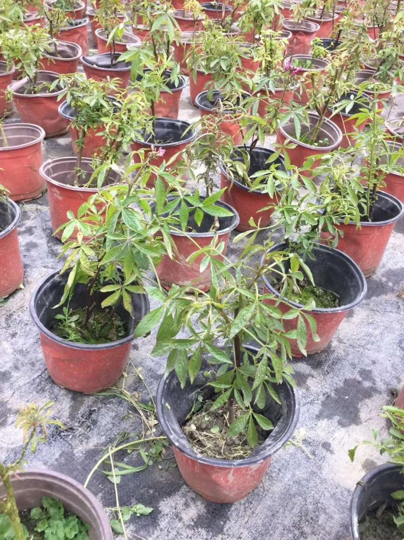 出售精品醉蝶花，双色杯醉蝶花