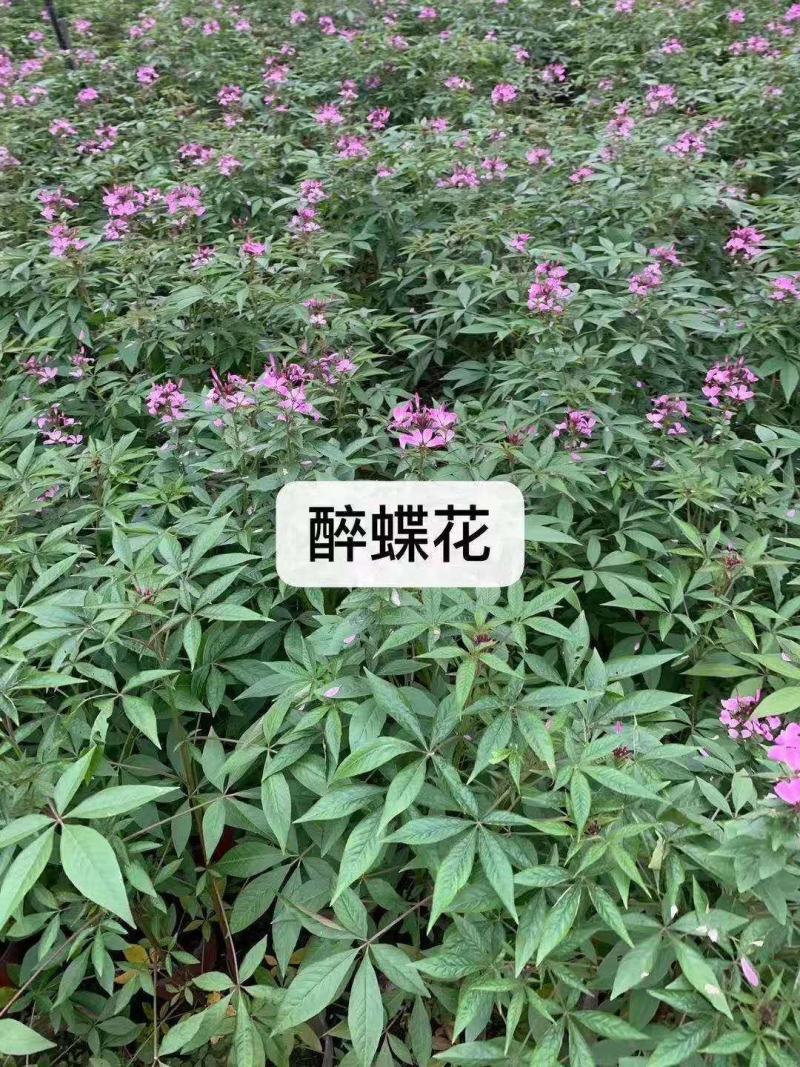 出售精品醉蝶花，双色杯醉蝶花