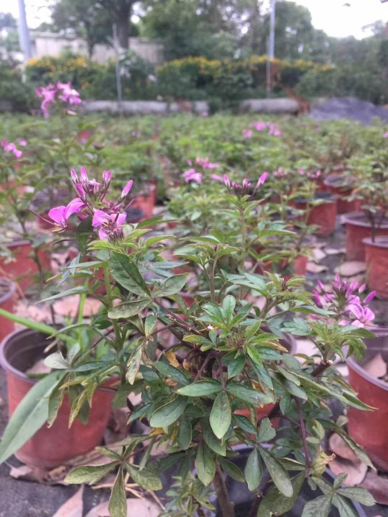 出售精品醉蝶花，双色杯醉蝶花