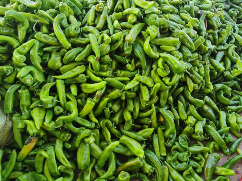 烘干、打浆用青椒牛角椒，软次货，非市场货。