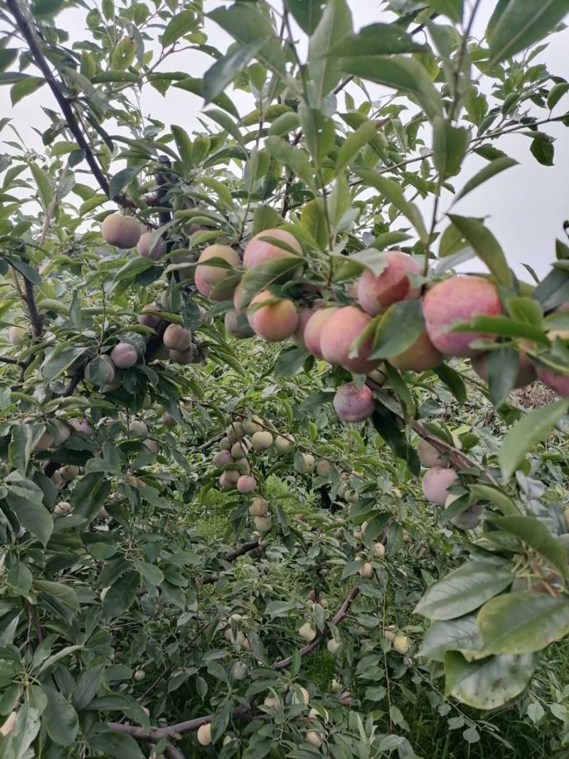 湖北省宜城市小芙蓉李大量上市红肉口感好一手货源