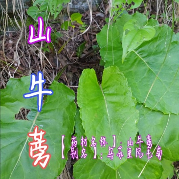 贵州毕节古夜郎大地野生中药材山牛蒡乌苏里风毛菊