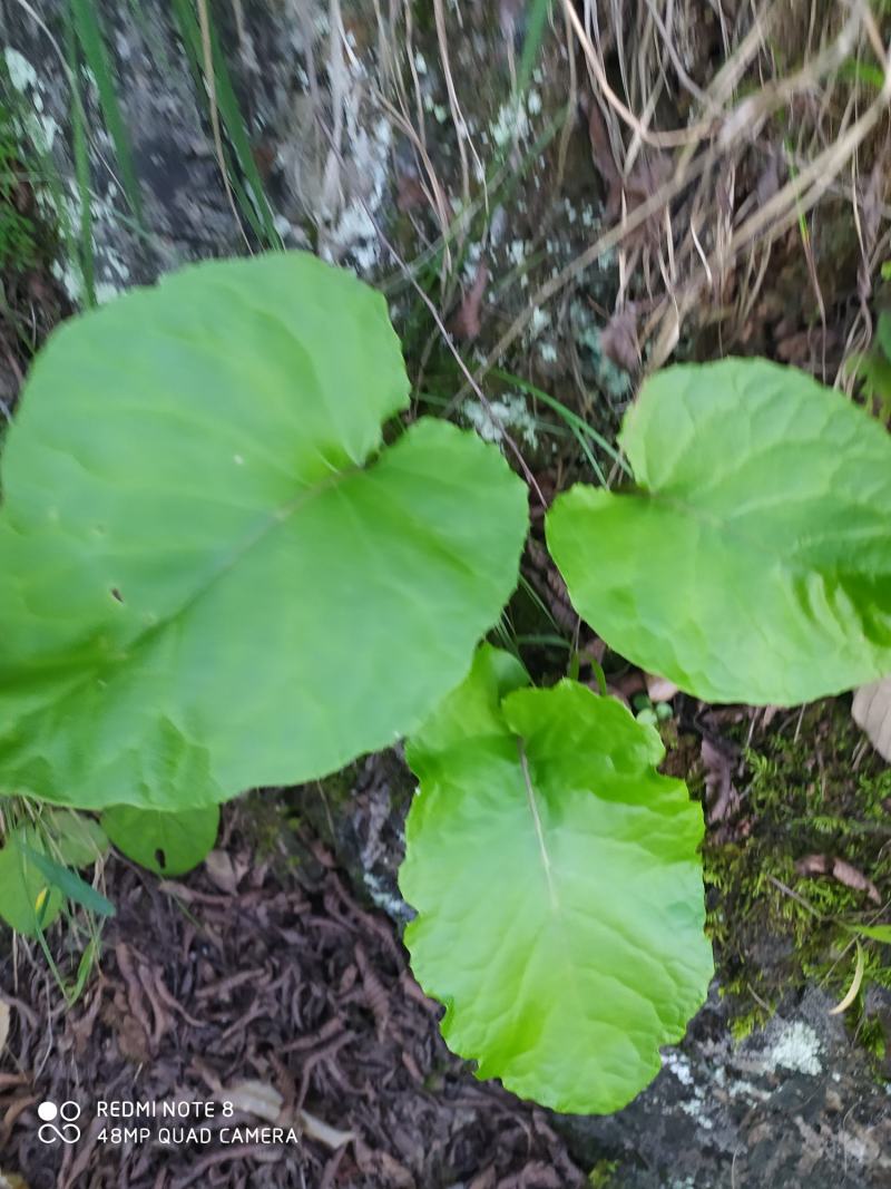 贵州毕节古夜郎大地野生中药材山牛蒡乌苏里风毛菊