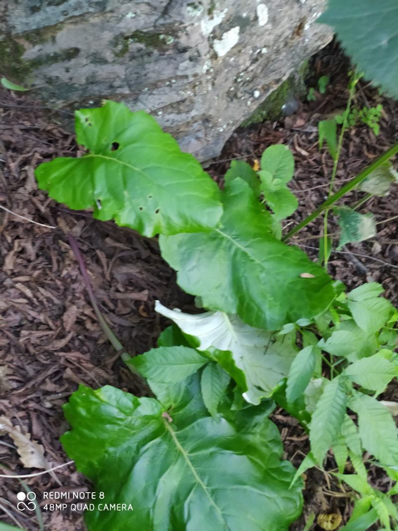 贵州毕节古夜郎大地野生中药材山牛蒡乌苏里风毛菊