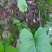 贵州毕节古夜郎大地野生中药材山牛蒡乌苏里风毛菊