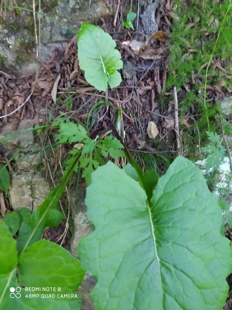 贵州毕节古夜郎大地野生中药材山牛蒡乌苏里风毛菊