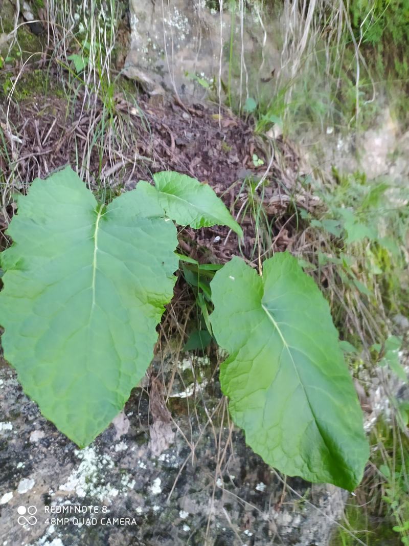 贵州毕节古夜郎大地野生中药材山牛蒡乌苏里风毛菊