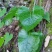 贵州毕节古夜郎大地野生中药材山牛蒡乌苏里风毛菊