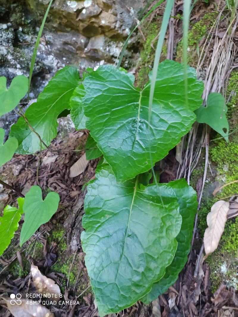 贵州毕节古夜郎大地野生中药材山牛蒡乌苏里风毛菊