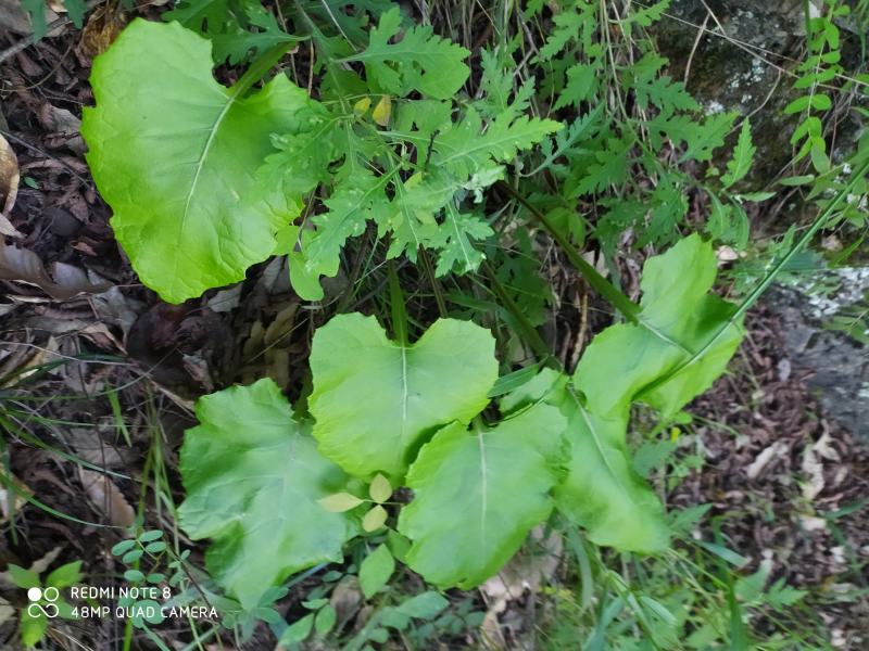 贵州毕节古夜郎大地野生中药材山牛蒡乌苏里风毛菊