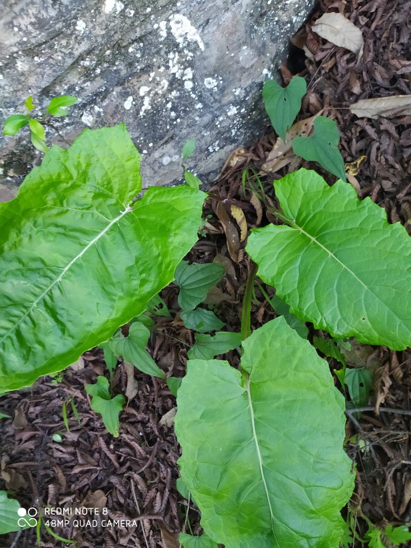 贵州毕节古夜郎大地野生中药材山牛蒡乌苏里风毛菊