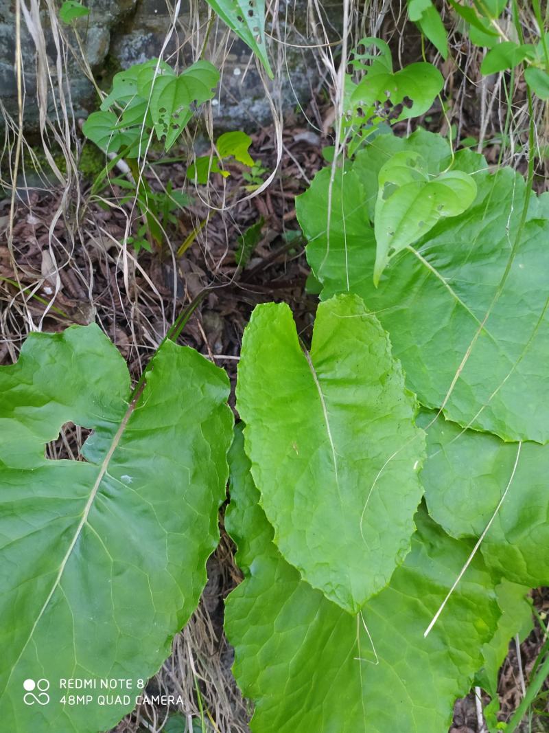 贵州毕节古夜郎大地野生中药材山牛蒡乌苏里风毛菊