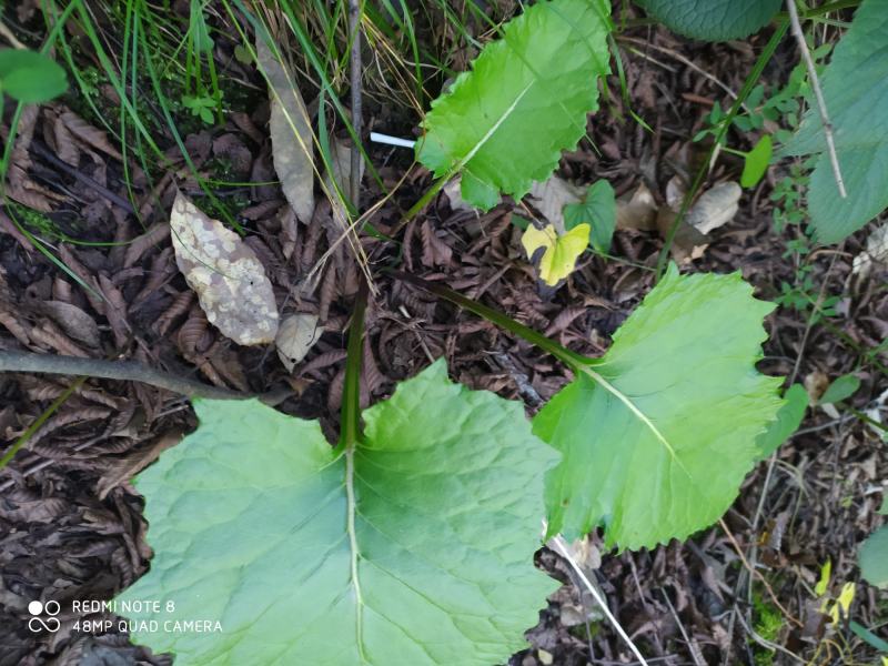 贵州毕节古夜郎大地野生中药材山牛蒡乌苏里风毛菊