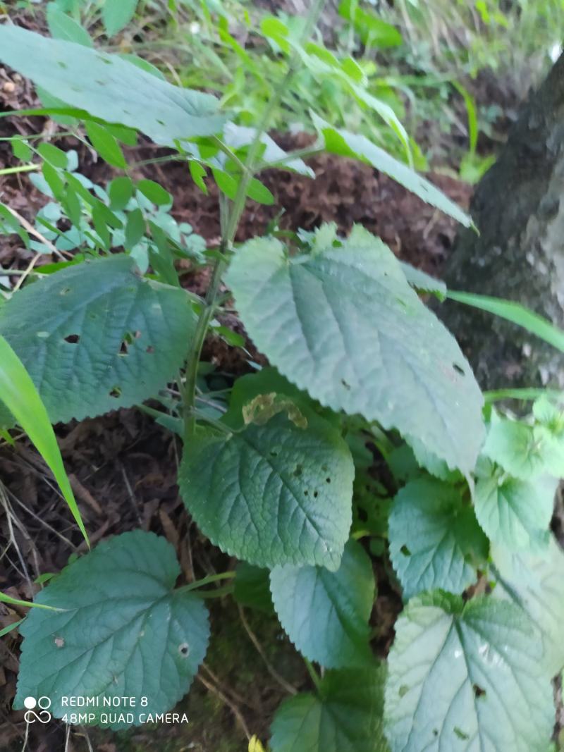 贵州毕节古夜郎大地野生中药材糙苏山苏子四楞麻