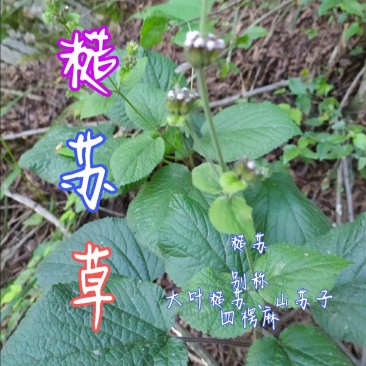 贵州毕节古夜郎大地野生中药材糙苏山苏子四楞麻