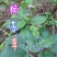 贵州毕节古夜郎大地野生中药材糙苏山苏子四楞麻