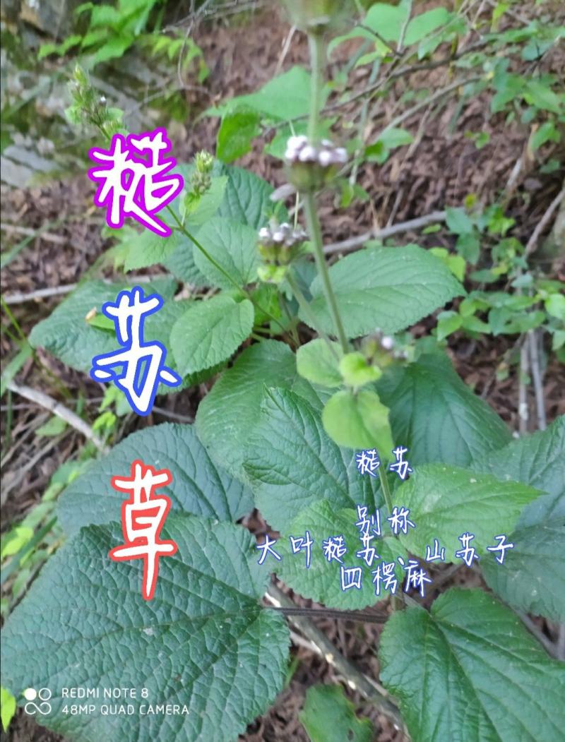 贵州毕节古夜郎大地野生中药材糙苏山苏子四楞麻