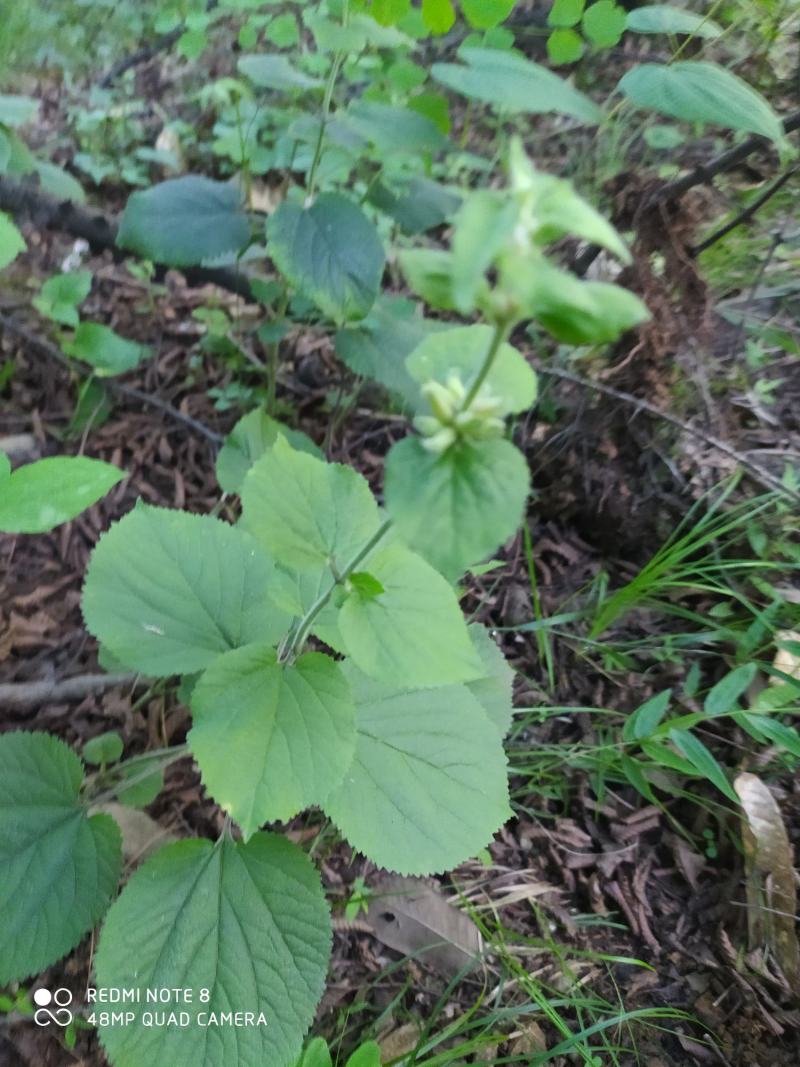贵州毕节古夜郎大地野生中药材糙苏山苏子四楞麻